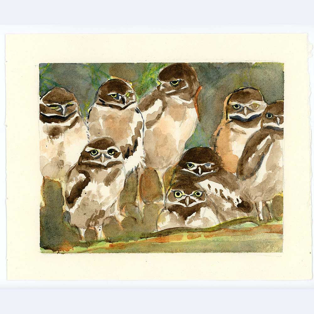 eight burrowing owls hanging out together