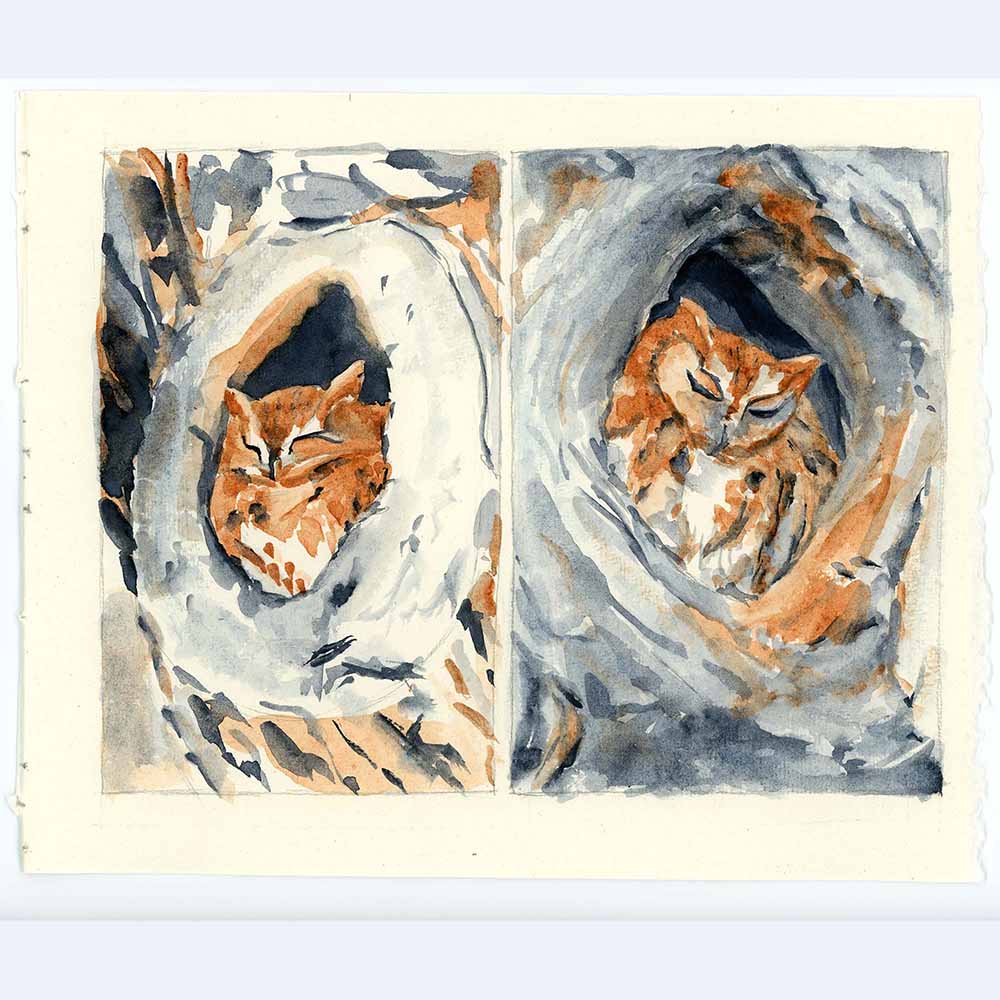 two images of an eastern screech-owl roosting and sleeping in a tree hollow