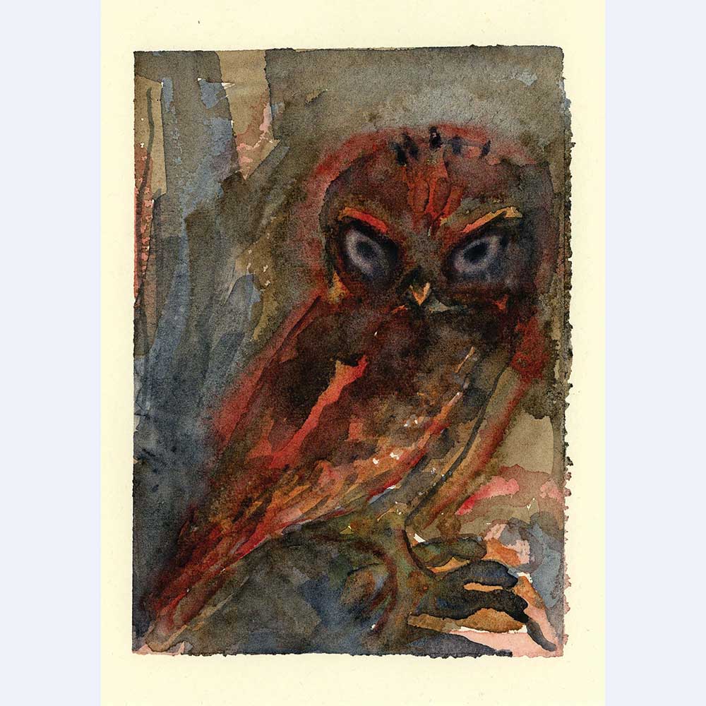elf owl portrait