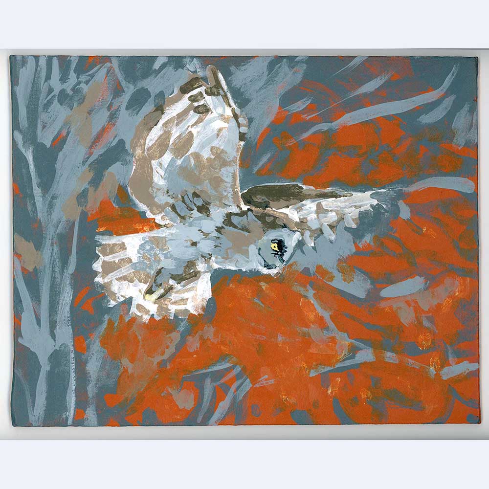 great gray owl hunting over a field on the edge of the woods with orange sky
