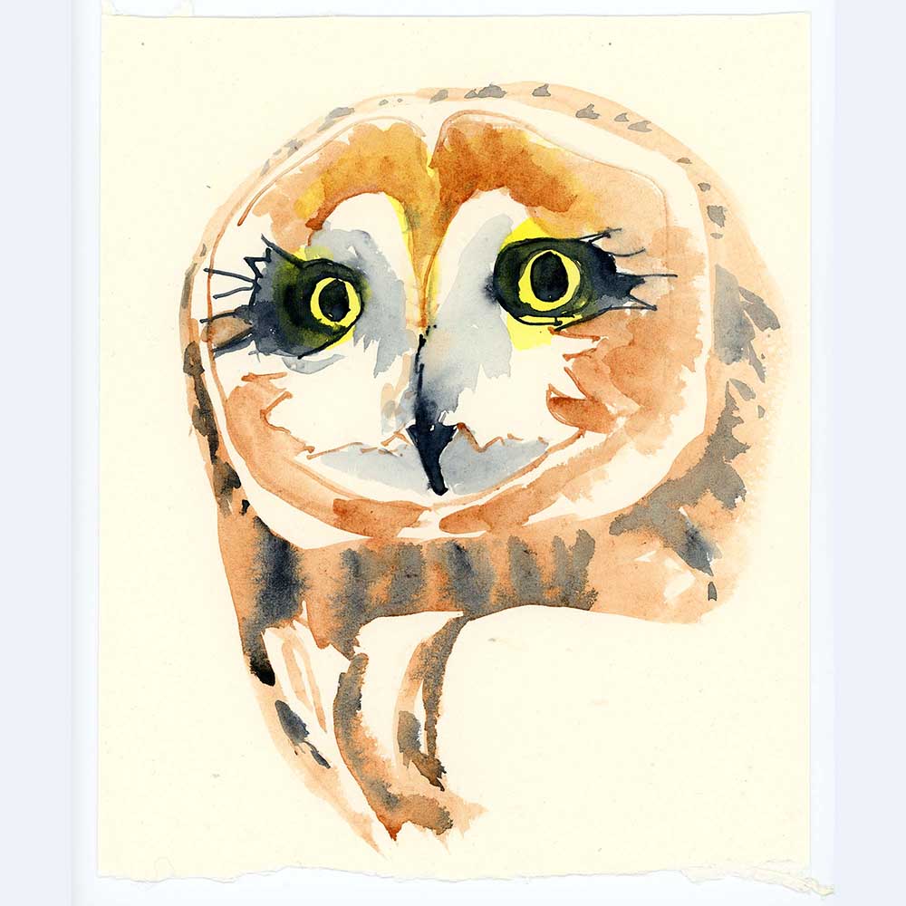 short-eared owl portrait