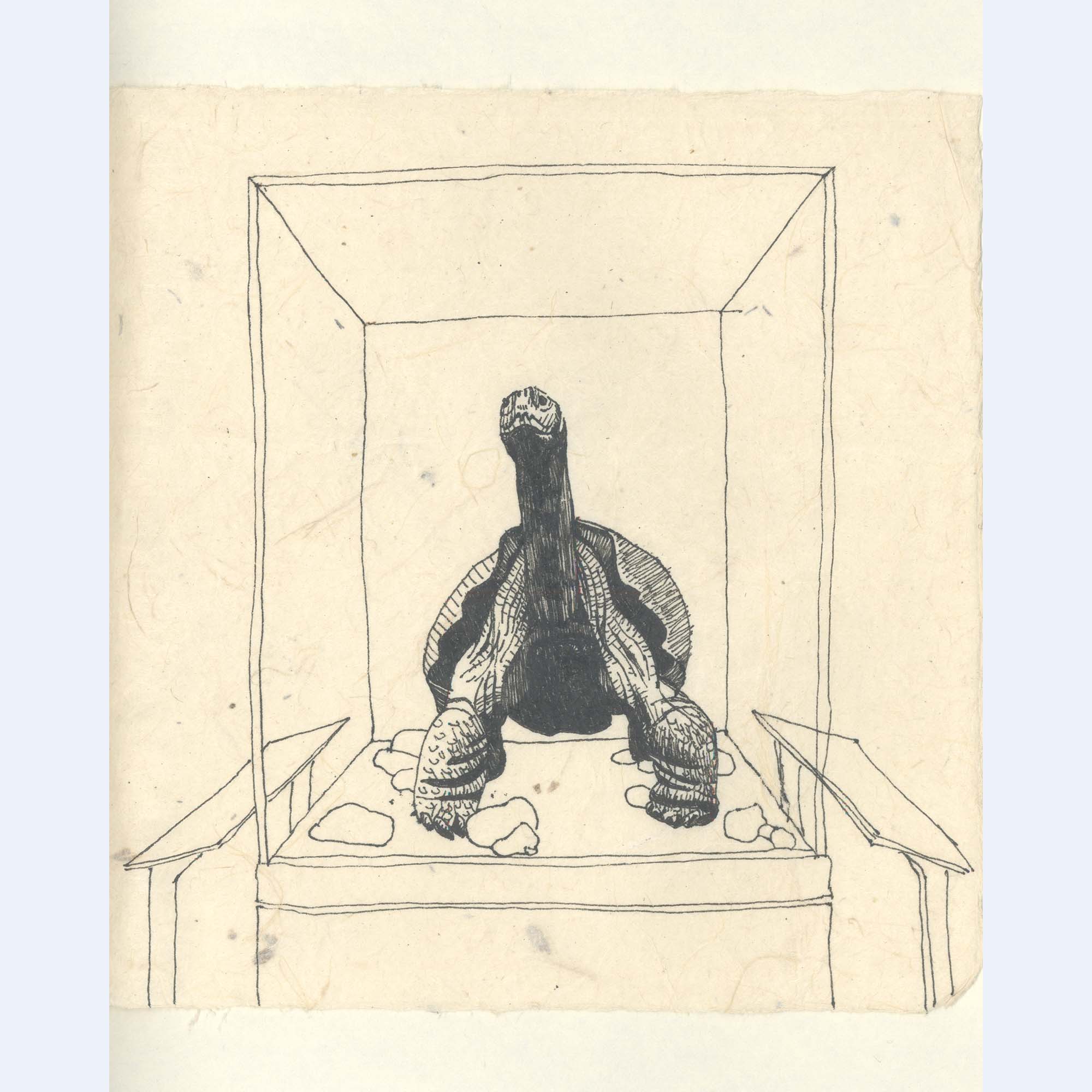 a tortoise in a display case on the cover